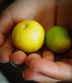 Best Eau De Toilette #25 Little By Little With Joy 50 Ml Femme Eaux De Toilette