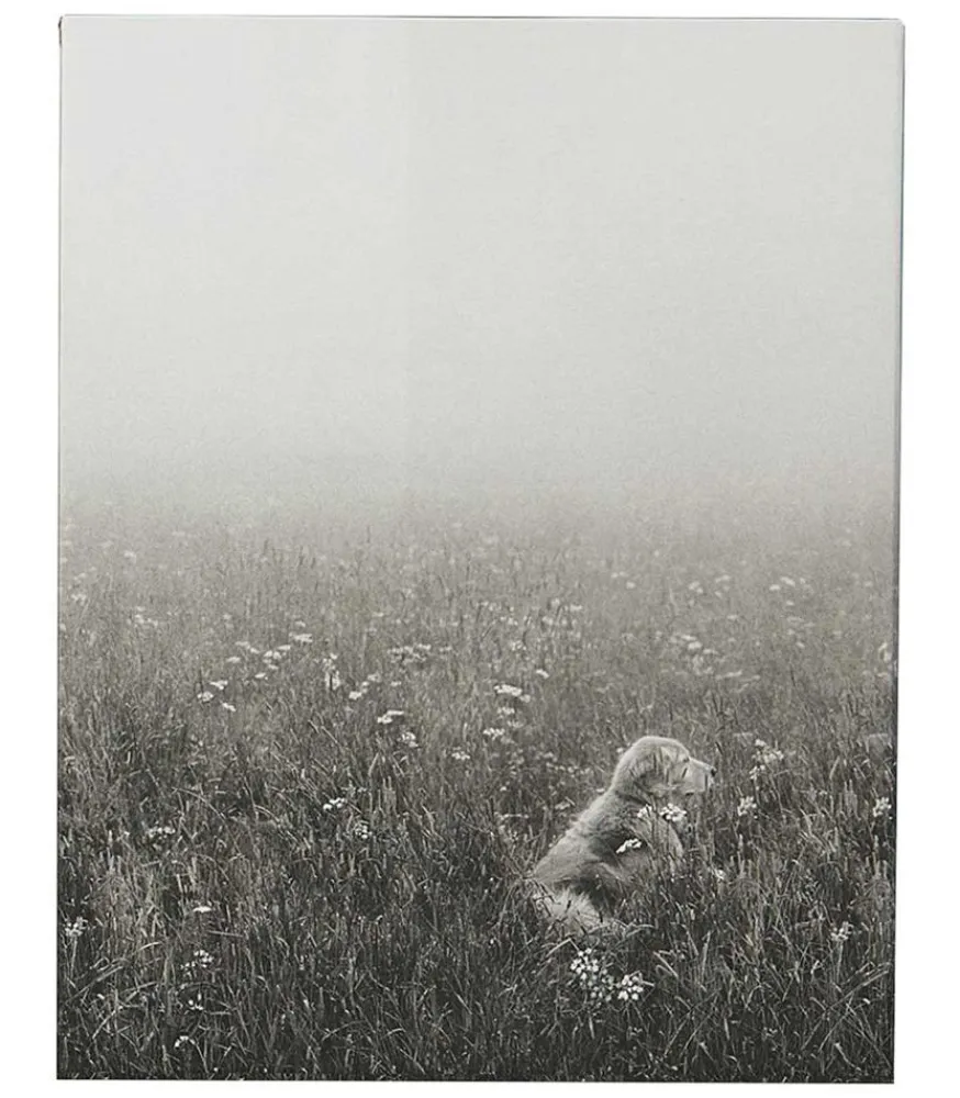 New Livre The Golden Retriever Photographic Society Beaux Livres