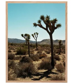 Outlet Tableau Avec Cadre "Joshua Tree" 60X80Cm Affiches & Tableaux